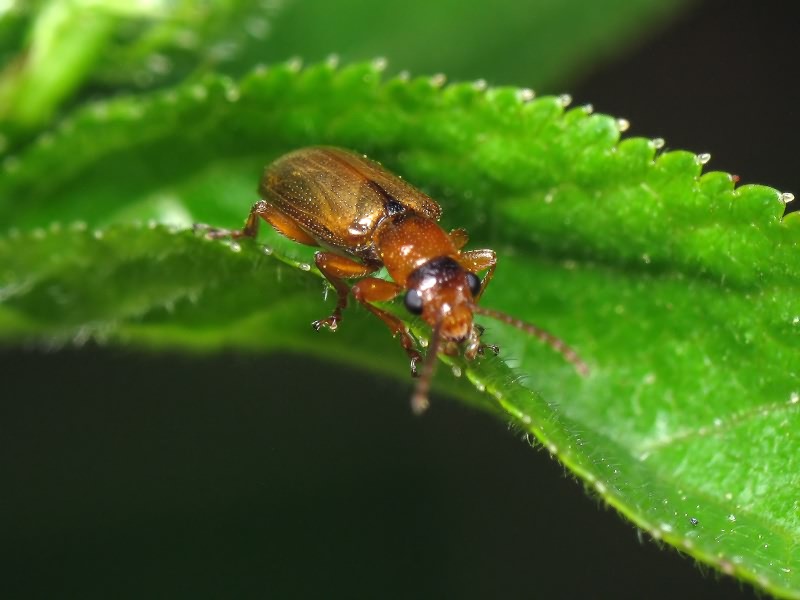 Orsodacne cerasi (Linnaeus, 1758)